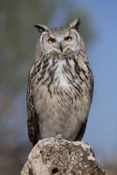 Eagle Owl Avivec
